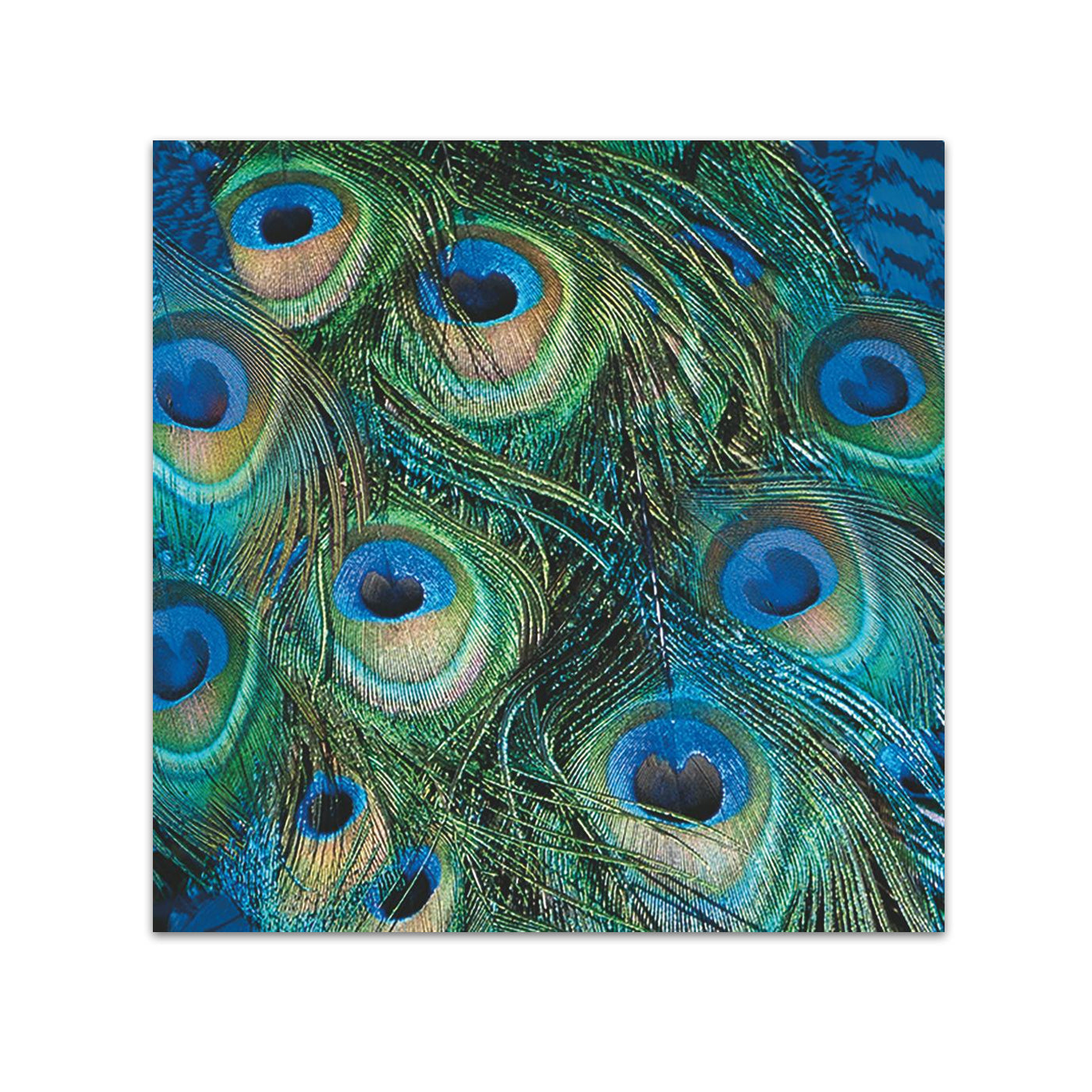 Peacock Blue & Green Feathers Paper Beverage Napkins