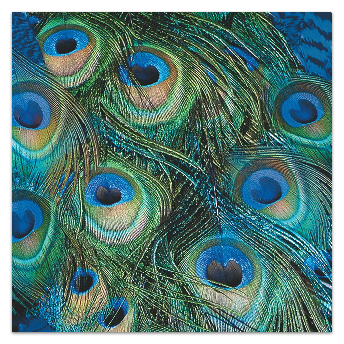 Peacock Blue & Green Feathers Paper Luncheon Napkins