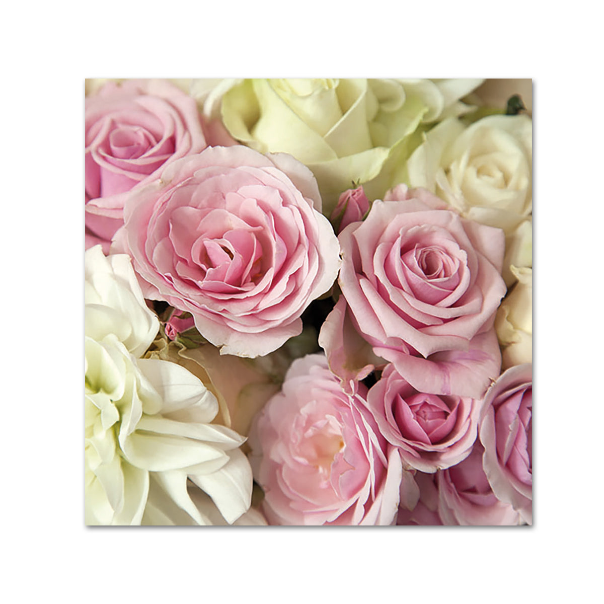 Madison Pink & White Roses Paper Beverage Napkins