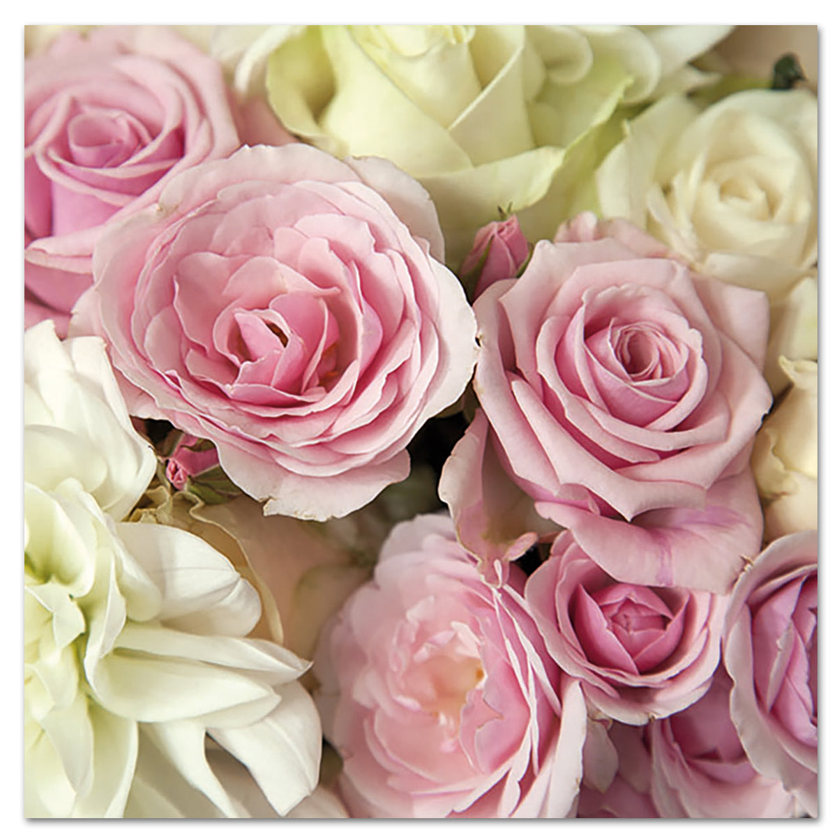 Madison Pink & White Roses Paper Luncheon Napkins